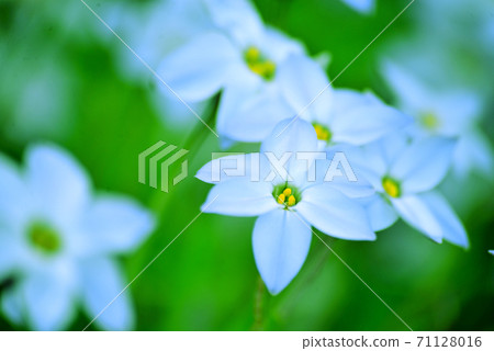 白色的Hananilla花開在春天1 白色的Hananilla花開在春天1 71128016