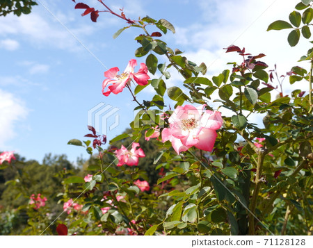 Ikuta Ryokuchi Rose Garden (Autumn) Ikuta Ryokuchi Rose Garden (Autumn) 71128128