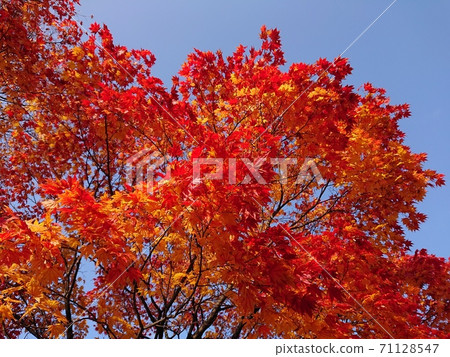 藍藍的天空，紅色和橙色，明亮的秋葉在湖邊 71128547