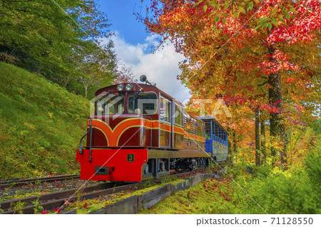 Autumn leaves train Izu 71128550