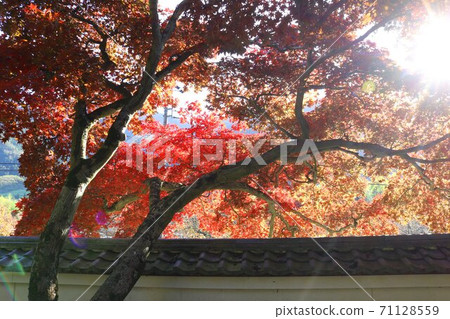 信州山寺的秋葉 信州山寺的秋葉 71128559