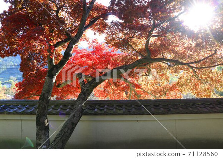 信州山寺的秋葉 信州山寺的秋葉 71128560