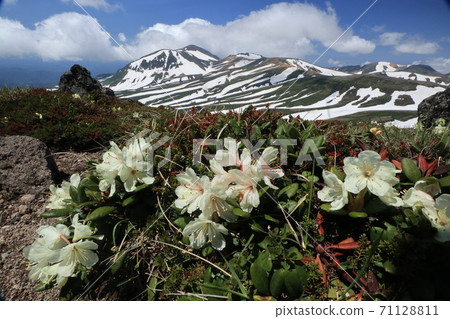 在Hakuundake山和Asahidake山的Zebra雪谷盛開的Kibana Shakunage 71128811