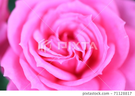 玫瑰 71128817