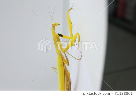 Giant Asian Yellow Praying Mantis isolated on white background 71128861