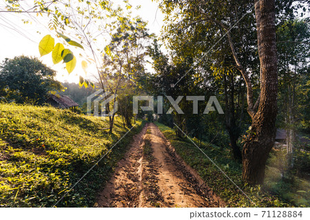Green tea tree Assam tea leaves on the mountain in the evening Green tea tree Assam tea leaves on the mountain in the evening 71128884
