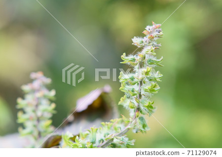 紫蘇花 照片素材 圖片 圖庫