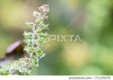 紫蘇花 照片素材 圖片 圖庫