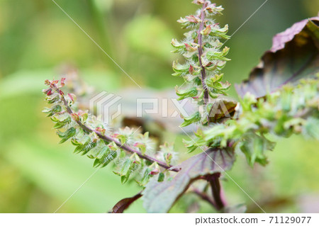 紫蘇花 照片素材 圖片 圖庫