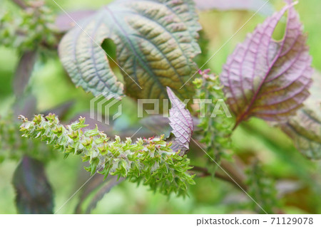 紫蘇花 照片素材 圖片 圖庫