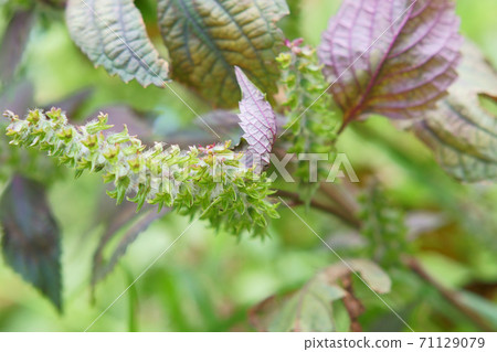 紫蘇花 照片素材 圖片 圖庫