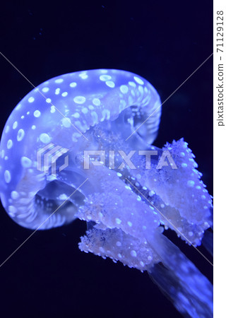 Fantastic jellyfish in the aquarium Fantastic jellyfish in the aquarium 71129128