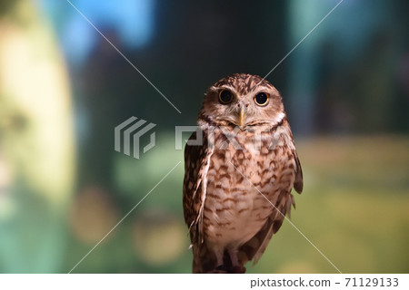 An owl staring at me An owl staring at me 71129133