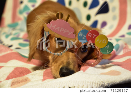 Dachshund to enjoy on your birthday Dachshund to enjoy on your birthday 71129137
