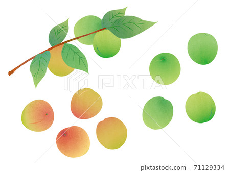 矢量 水果 一組 71129334