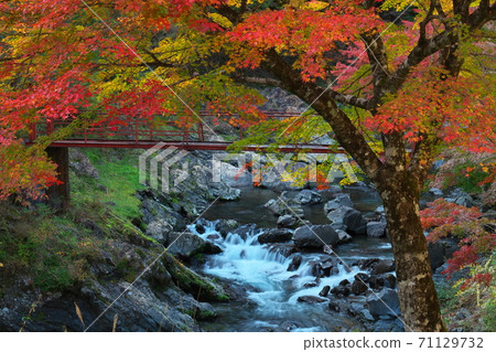 Mountain stream, autumn leaves and red bridge Nosegawa Village, Nara Prefecture Mountain stream, autumn leaves and red bridge Nosegawa Village, Nara Prefecture 71129732