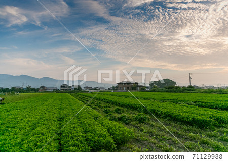 靛藍染色原料,靛藍葉收穫工作 靛藍染色原料,靛藍葉收穫工作 71129988
