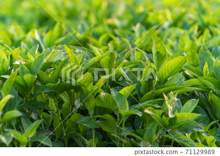 靛藍染色原料靛藍領域 靛藍染色原料靛藍領域 71129989