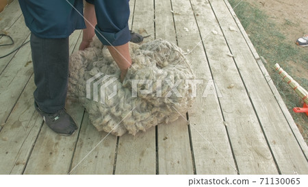 Men shearer shearing sheep at agricultural show in competition. Electric professional sheep manual hair clipper sheep cutting shearing machine. 71130065
