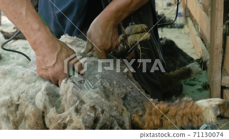 Men shearer shearing sheep at agricultural show in competition. Electric professional sheep manual hair clipper sheep cutting shearing machine. Men shearer shearing sheep at agricultural show in competition. Electric professional sheep manual hair clipper sheep cutting shearing machine. 71130074