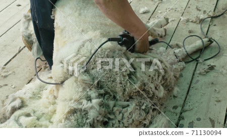 Men shearer shearing sheep at agricultural show in competition. Electric professional sheep manual hair clipper sheep cutting shearing machine. Men shearer shearing sheep at agricultural show in competition. Electric professional sheep manual hair clipper sheep cutting shearing machine. 71130094