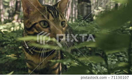 One cat in a city park. Bengal wildcat walk on the forest in collar. Asian Jungle Cat or Swamp or Reed. Domesticated leopard cat. One cat in a city park. Bengal wildcat walk on the forest in collar. Asian Jungle Cat or Swamp or Reed. Domesticated leopard cat. 71130107