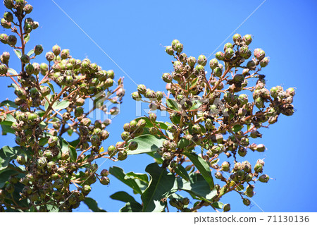 紫薇果 紫薇果 71130136