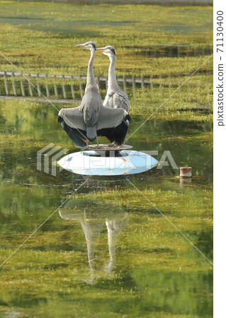 Gray heron parent and child reflected on the surface of the lake Gray heron parent and child reflected on the surface of the lake 71130400
