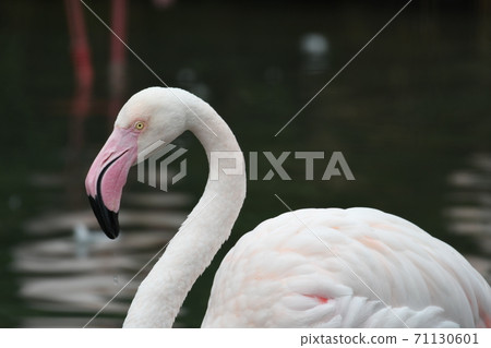 Greater Flamingo 13 Greater Flamingo 13 71130601