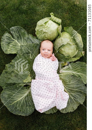 Newborn girl 3 months is lying in a green cabbage. Vegetables. happy childhood 71131085