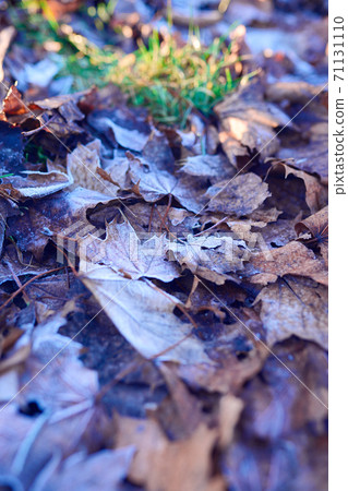 Beautiful background with frozen leaves 71131110