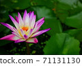 purple lotus yellow petal with abstarct lotus leaves pattern green  background low light under shade of tree 71131130