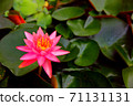 pink lotus yellow petal with abstract lotus leaves pattern green  background 71131131