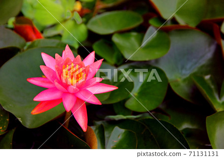 pink lotus yellow petal with abstract lotus leaves pattern green background pink lotus yellow petal with abstract lotus leaves pattern green background 71131131