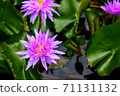 purple lotus yellow petal with abstarct lotus leaves pattern green  background 71131132