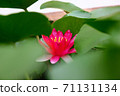 red lotus with abstract lotus leaves pattern green  background 71131134