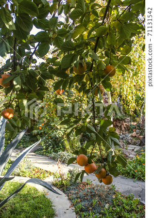 Branches heavily with ripe heavy orange persimmon fruit on the trees growing in the garden Branches heavily with ripe heavy orange persimmon fruit on the trees growing in the garden 71131542