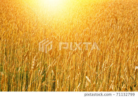 Yellow field with wheat ears on a Sunny summer day. Agricultural land of a farmer. Yellow field with wheat ears on a Sunny summer day. Agricultural land of a farmer. 71132799
