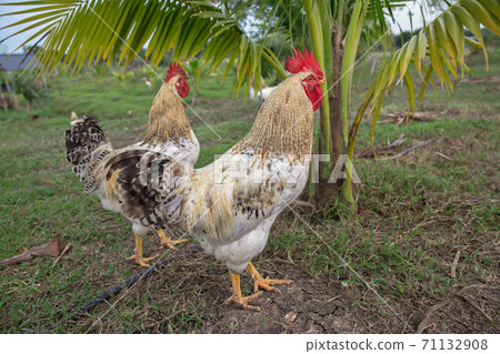 Agricultural Field, Agriculture, Animal, Animal Body Part, Animal Head 71132908