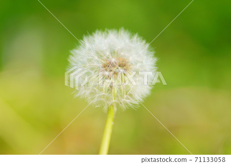 Dandelion 71133058