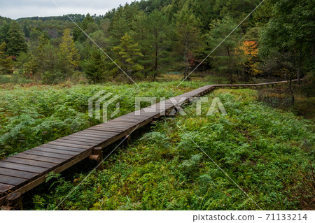 在一個安靜的森林中的木板路 71133214