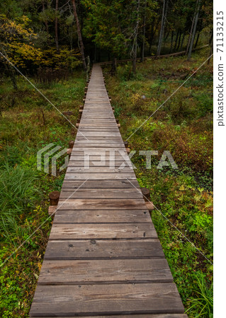 Boardwalk in a quiet forest 71133215