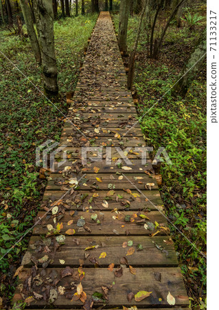 Boardwalk in a quiet forest 71133217