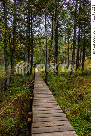 Boardwalk in a quiet forest 71133221