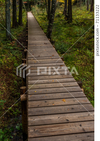 Boardwalk in a quiet forest 71133222