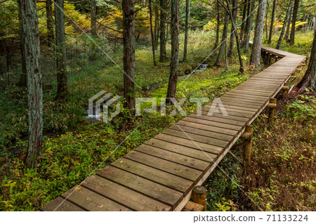 Boardwalk in a quiet forest 71133224