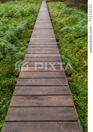 Boardwalk in a quiet forest 71133225