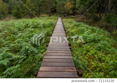Boardwalk in a quiet forest 71133226