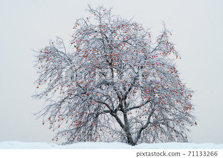 Snow and Persimmon Tree 71133266