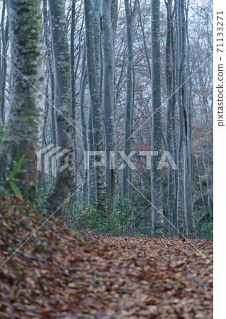 山毛櫸森林在初冬 71133271